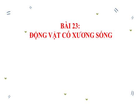 Bài giảng KHTN 6 (Cánh Diều) - Bài 23: Động vật có xương sống