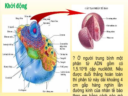 Bài giảng KHTN 9 (Cánh Diều) - Chủ đề 11, Bài 35: Nhiễm sắc thể và bộ nhiễm sắc thể